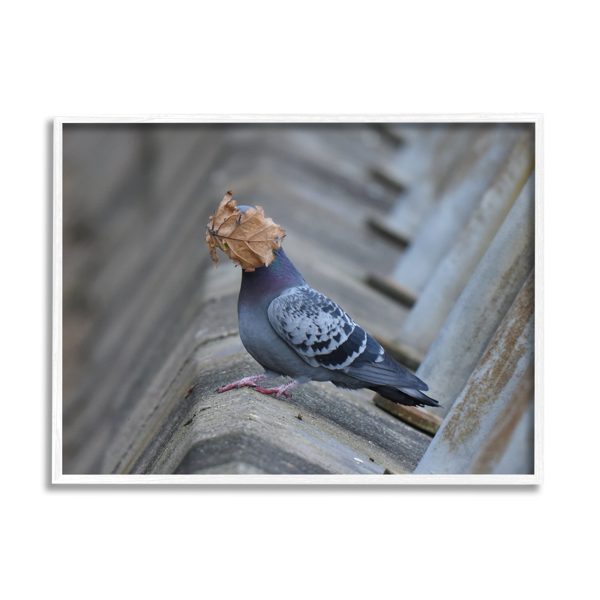 Stupell Industries Funny Leaf in Pigeon's Face Animals & Insects Photography White Framed Art Print Wall Art, 20 x 16