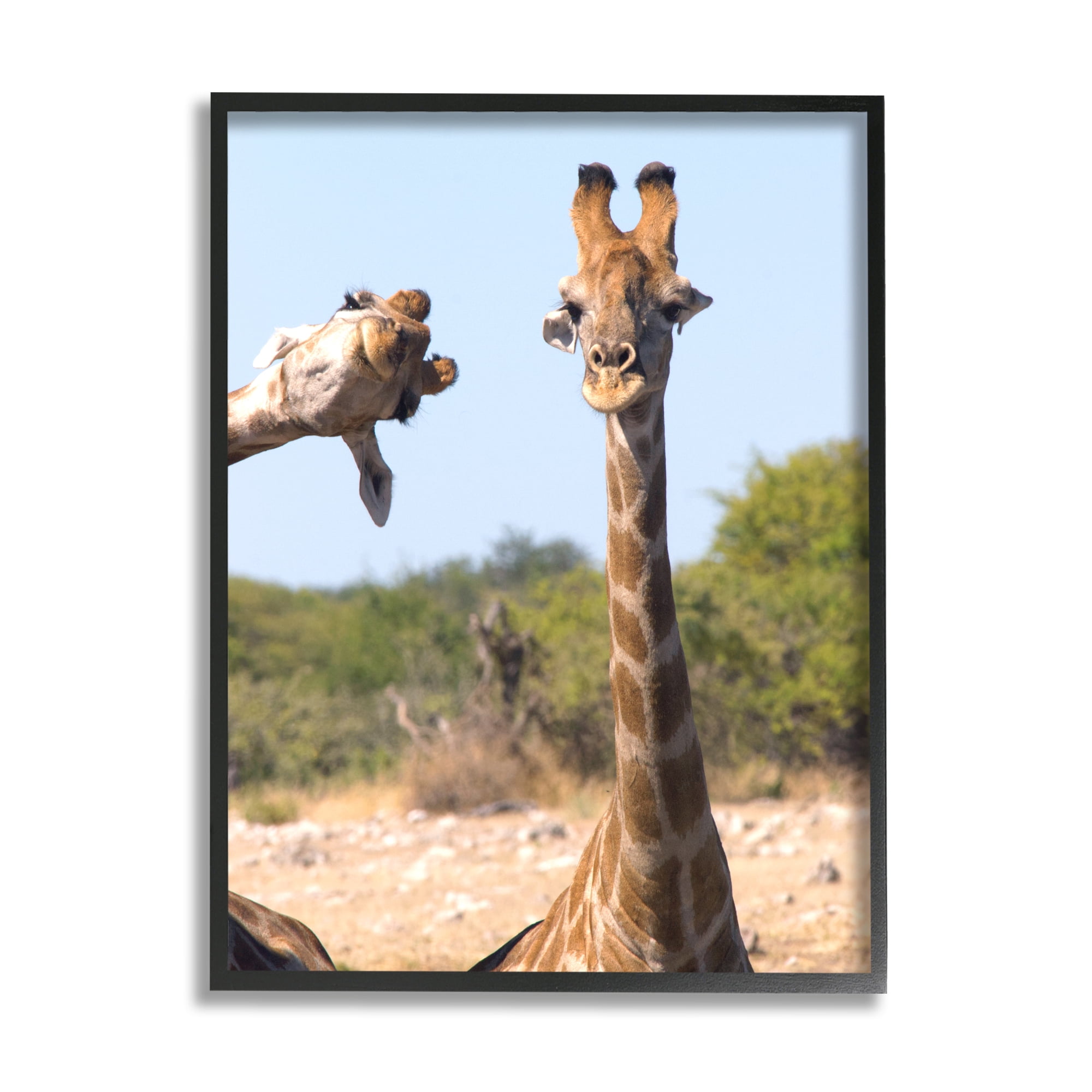 Stupell Industries Funny Photobomb Giraffes Animals & Insects Photography Black Framed Art Print Wall Art, 11 x 14