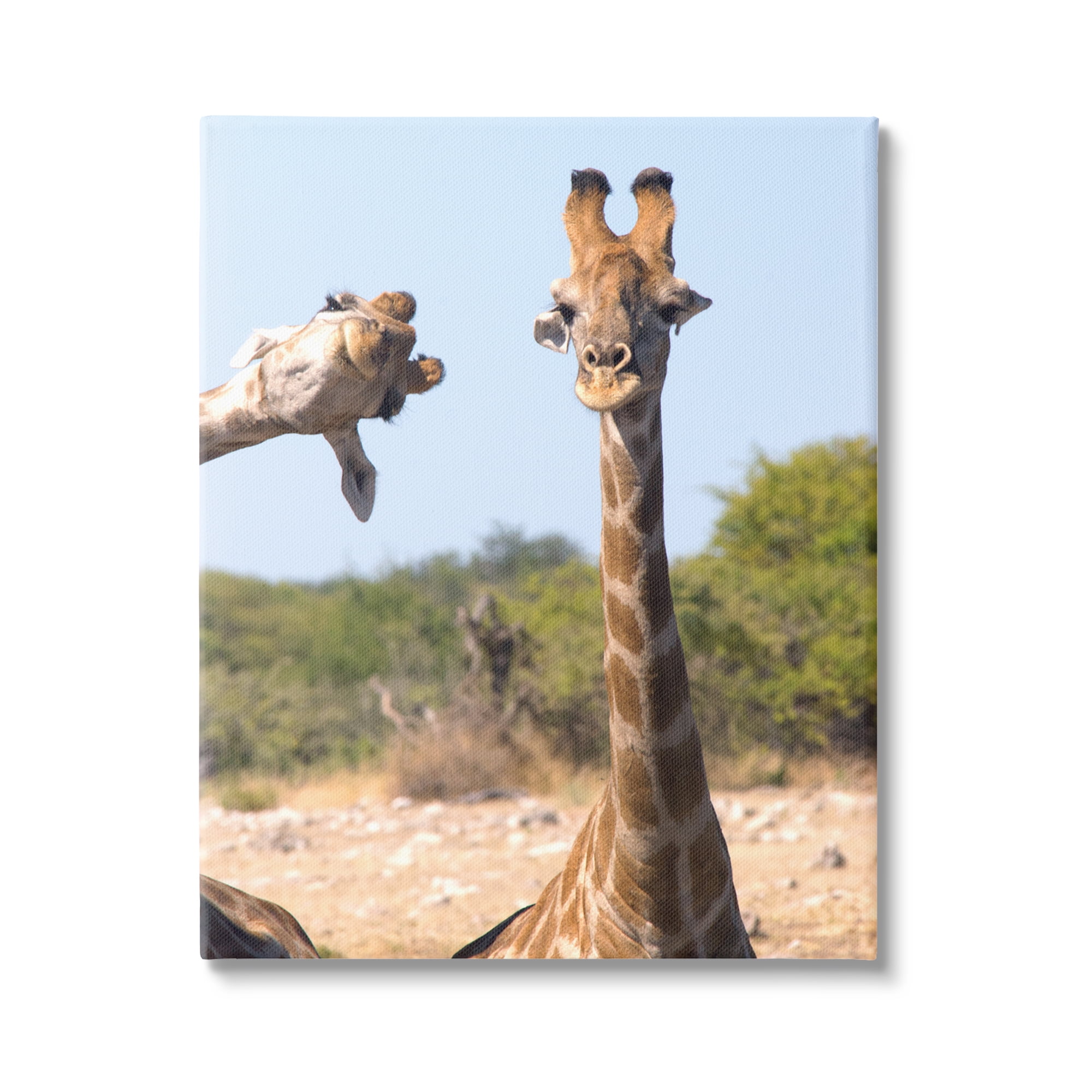 Stupell Industries Funny Photobomb Giraffes Animals & Insects Photography Gallery Wrapped Canvas Art Print Wall Art, 16 x 20