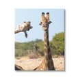 thumbnail image 1 of Stupell Industries Funny Photobomb Giraffes Animals & Insects Photography Gallery Wrapped Canvas Art Print Wall Art, 16 x 20, 1 of 8