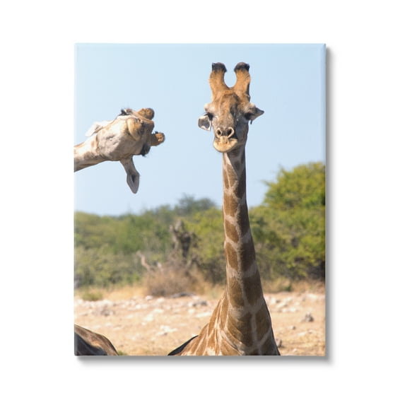 Stupell Industries Funny Photobomb Giraffes Animals & Insects Photography Gallery Wrapped Canvas Art Print Wall Art, 24 x 30