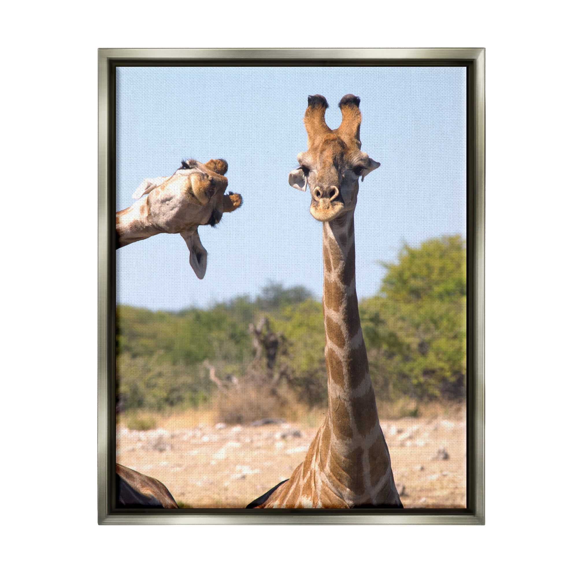 Stupell Industries Funny Photobomb Giraffes Animals & Insects Photography Gray Floater Framed Canvas Art Print Wall Art, 17 x 21