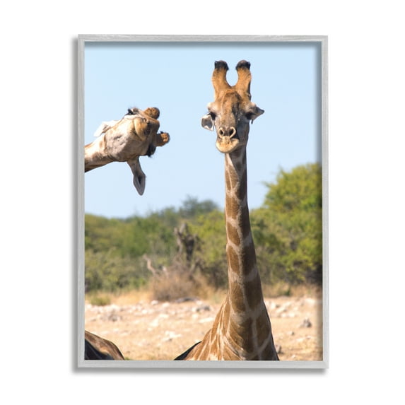 Stupell Industries Funny Photobomb Giraffes Animals & Insects Photography Gray Framed Art Print Wall Art, 11 x 14
