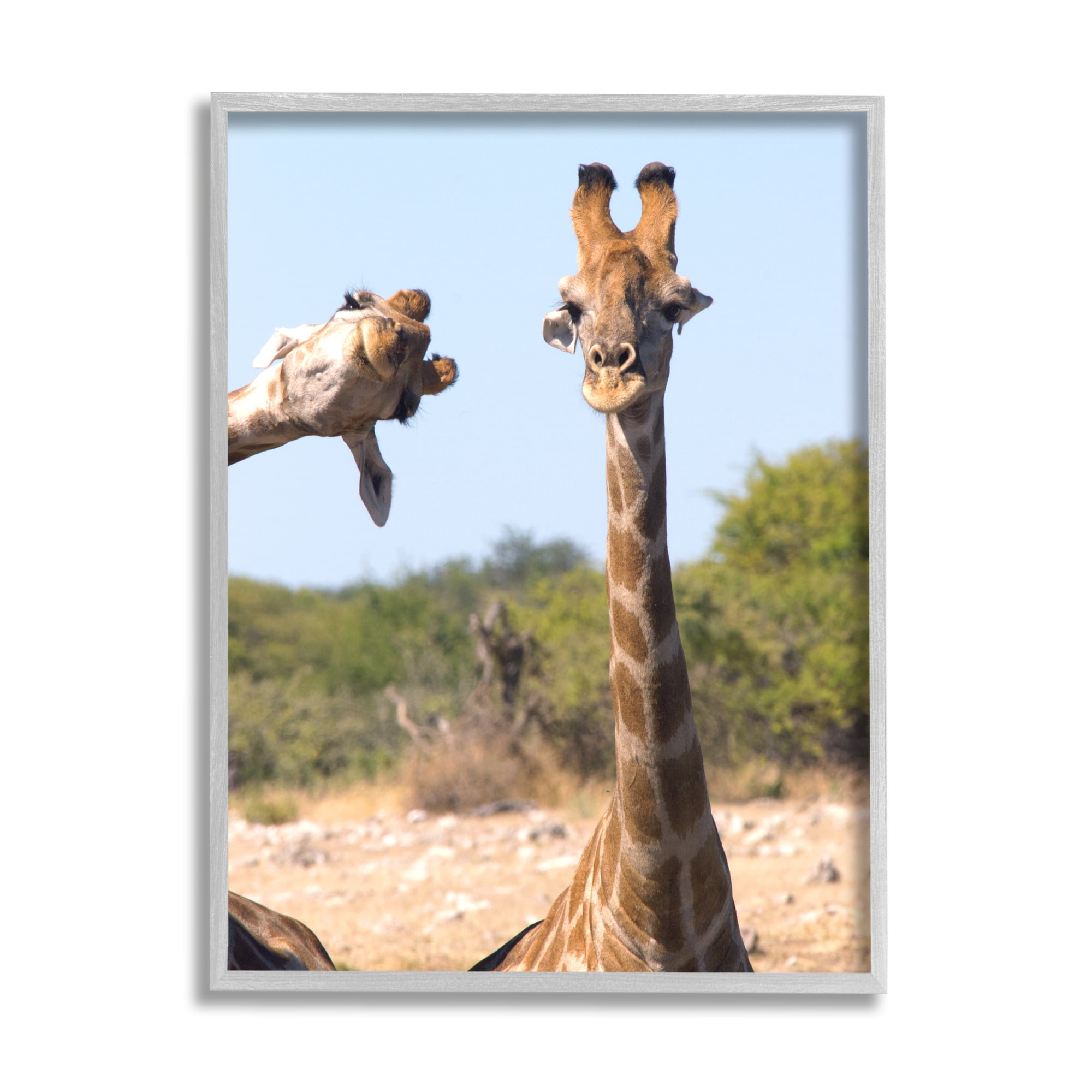 Stupell Industries Funny Photobomb Giraffes Animals & Insects Photography Gray Framed Art Print Wall Art, 24 x 30