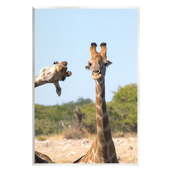 Stupell Industries Funny Photobomb Giraffes Animals & Insects Photography Unframed Art Print Wall Art, 10 x 15