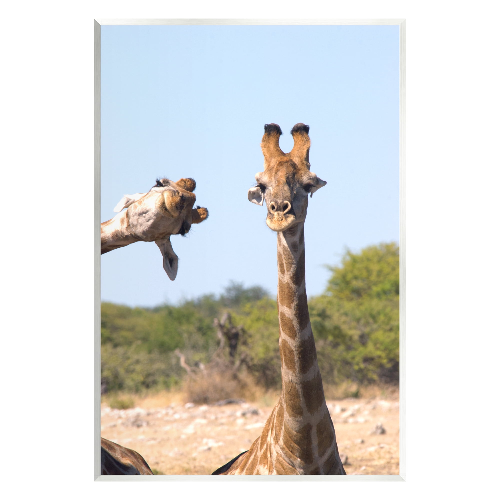 Stupell Industries Funny Photobomb Giraffes Animals & Insects Photography Unframed Art Print Wall Art, 13 x 19