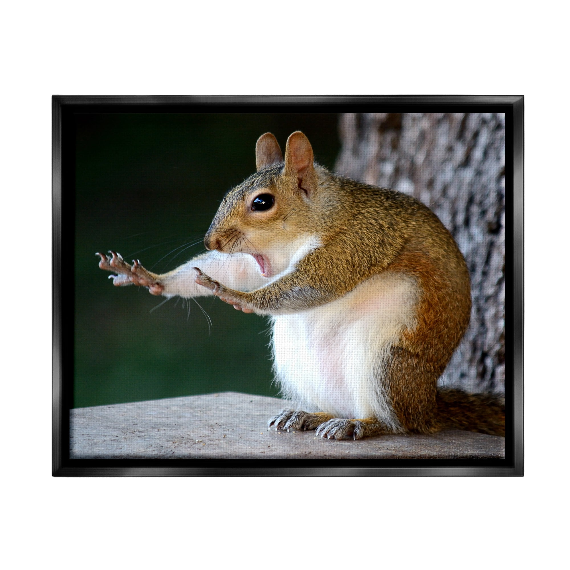 Stupell Industries Funny Shocked Pose Squirrel Animals & Insects Photography Black Floater Framed Canvas Art Print Wall Art, 21 x 17