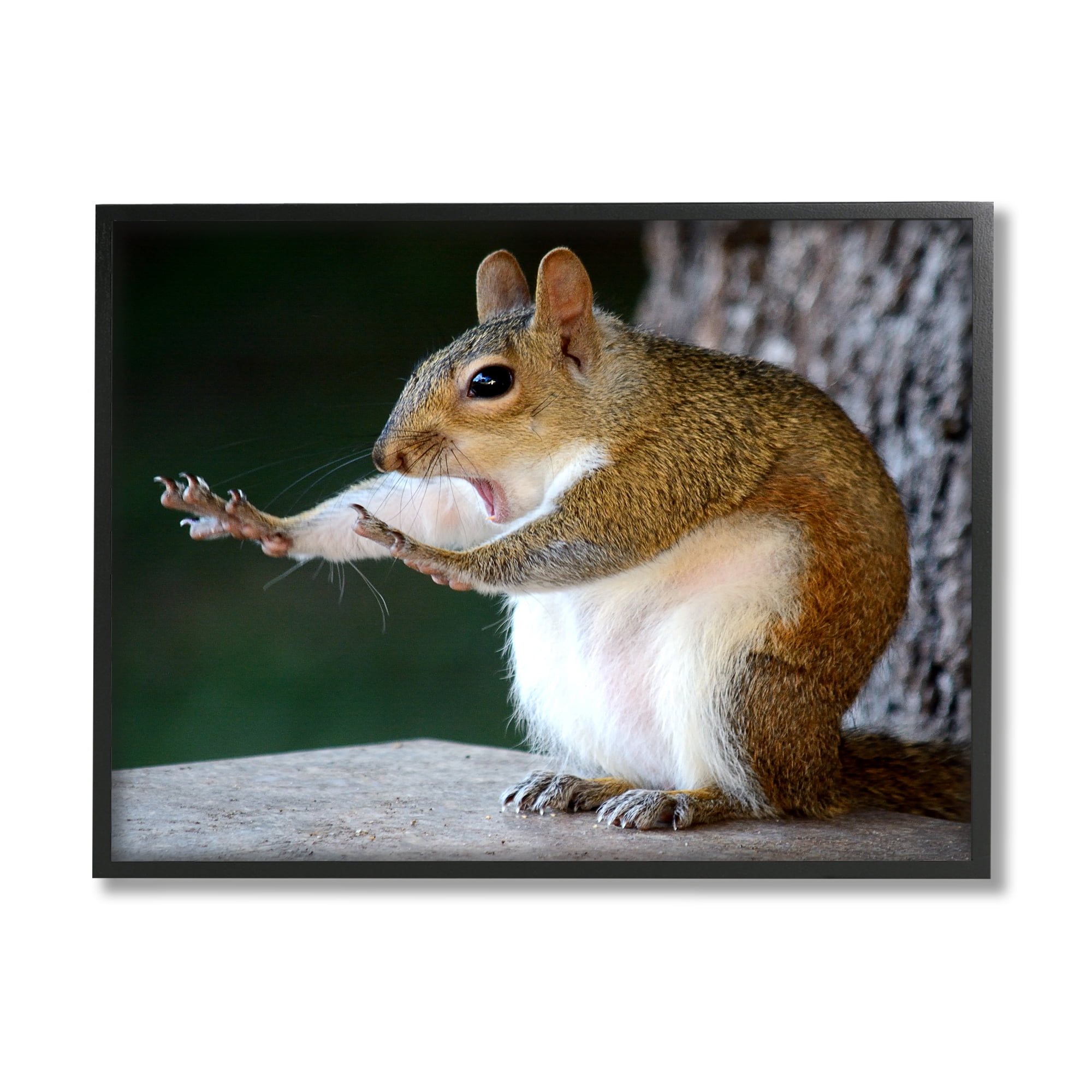 Stupell Industries Funny Shocked Pose Squirrel Animals & Insects Photography Black Framed Art Print Wall Art, 20 x 16