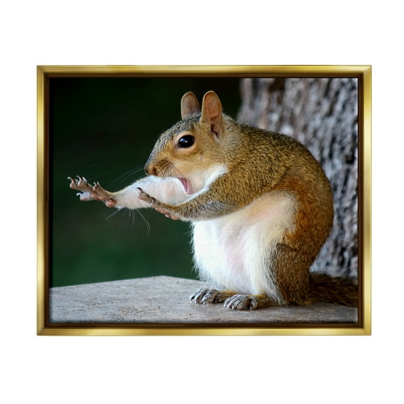 Stupell Industries Funny Shocked Pose Squirrel Animals & Insects Photography Gold Floater Framed Canvas Art Print Wall Art, 31 x 25