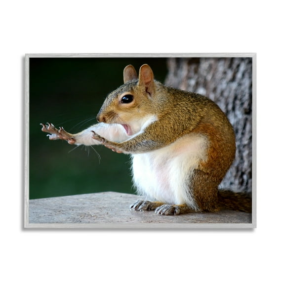 Stupell Industries Funny Shocked Pose Squirrel Animals & Insects Photography Gray Framed Art Print Wall Art, 20 x 16