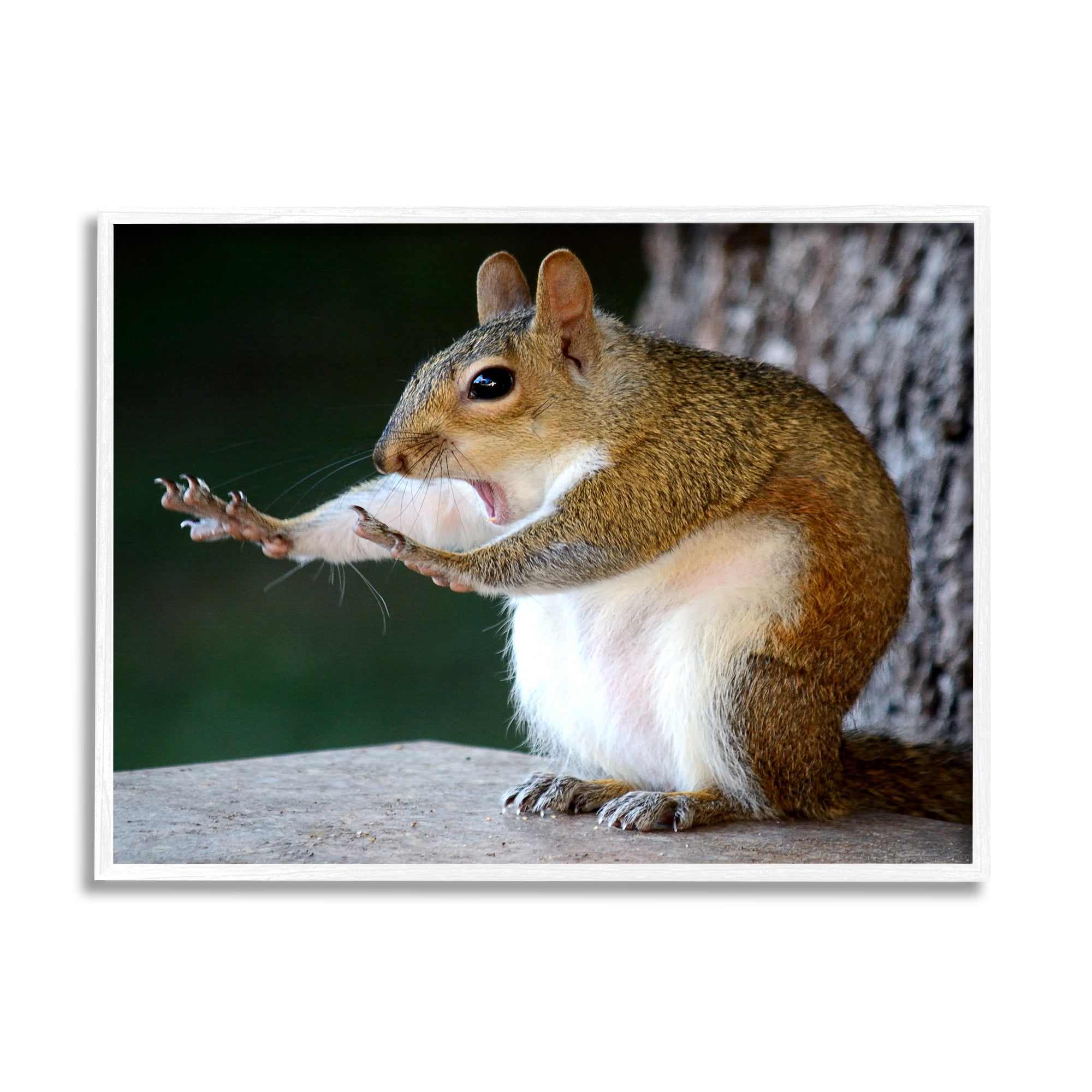 Stupell Industries Funny Shocked Pose Squirrel Animals & Insects Photography White Framed Art Print Wall Art, 30 x 24
