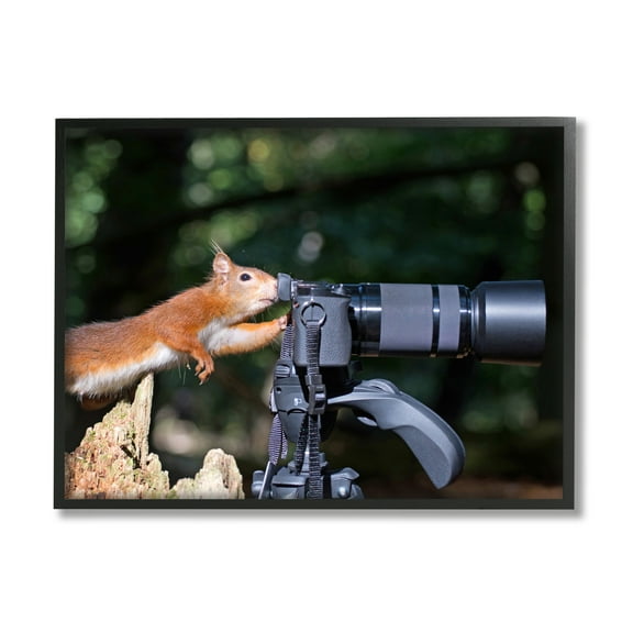 Stupell Industries Funny Squirrel Photographer Animals & Insects Photography Black Framed Art Print Wall Art, 14 x 11
