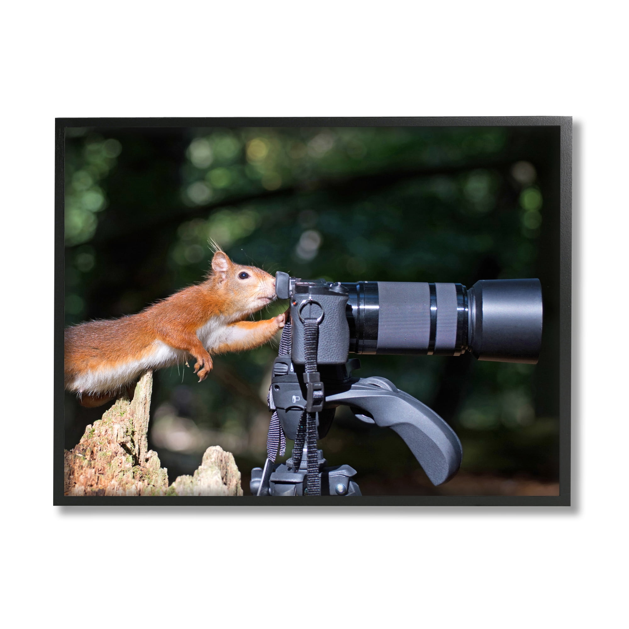 Stupell Industries Funny Squirrel Photographer Animals & Insects Photography Black Framed Art Print Wall Art, 20 x 16
