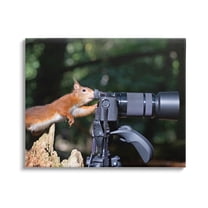 Stupell Industries Funny Squirrel Photographer Animals & Insects Photography Gallery Wrapped Canvas Art Print Wall Art, 20 x 16