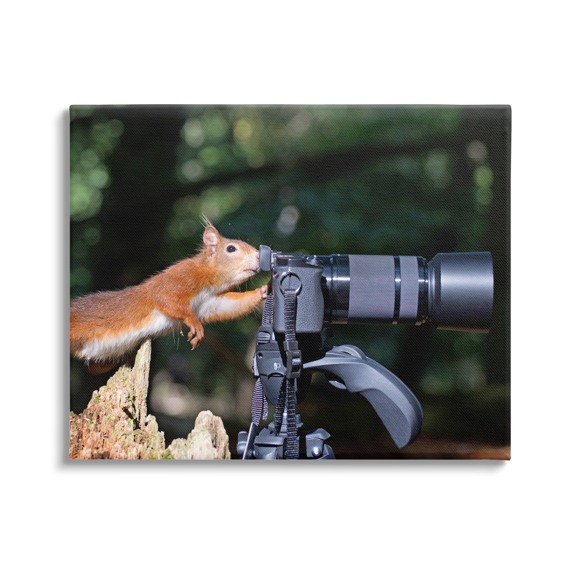 Stupell Industries Funny Squirrel Photographer Animals & Insects Photography Gallery Wrapped Canvas Art Print Wall Art, 48 x 36