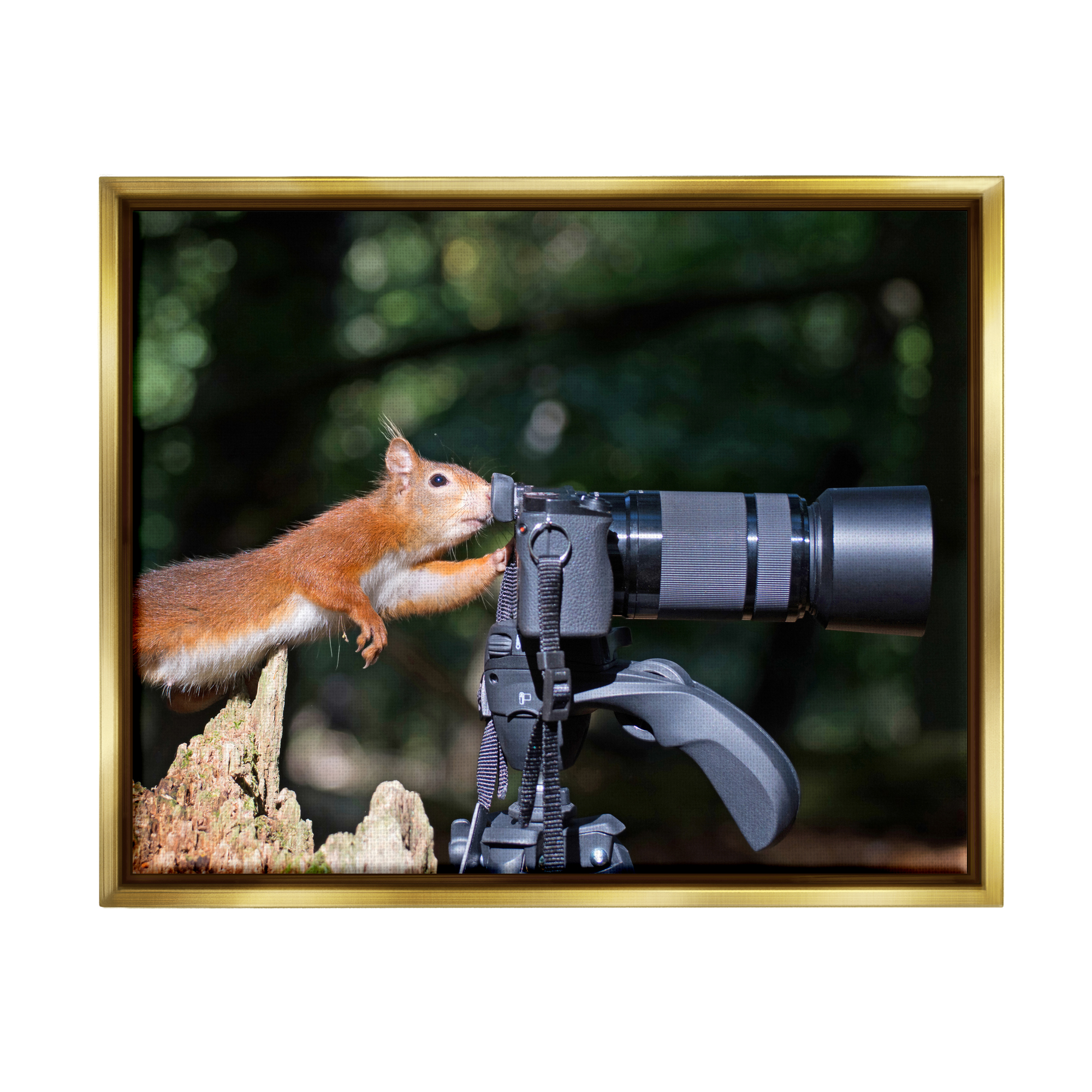 Stupell Industries Funny Squirrel Photographer Animals & Insects Photography Gold Floater Framed Canvas Art Print Wall Art, 31 x 25