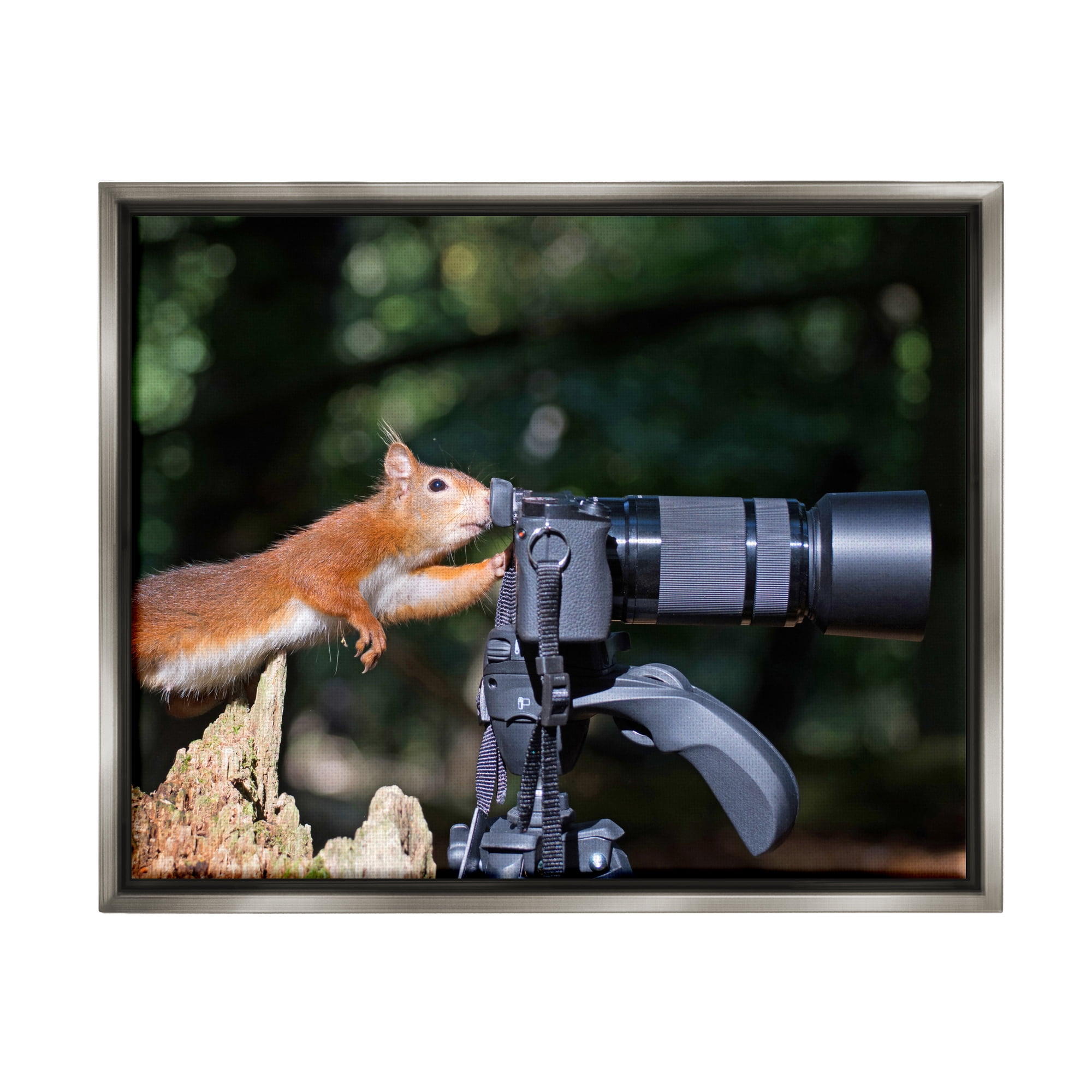 Stupell Industries Funny Squirrel Photographer Animals & Insects Photography Gray Floater Framed Canvas Art Print Wall Art, 21 x 17