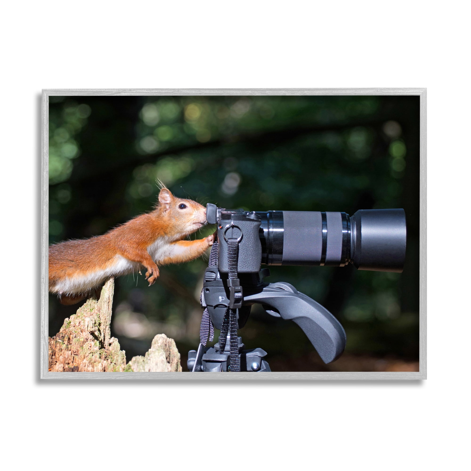 Stupell Industries Funny Squirrel Photographer Animals & Insects Photography Gray Framed Art Print Wall Art, 20 x 16