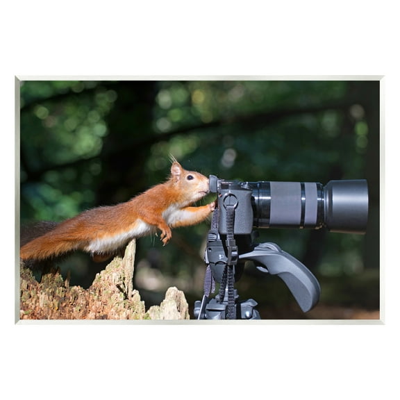 Stupell Industries Funny Squirrel Photographer Animals & Insects Photography Unframed Art Print Wall Art, 15 x 10