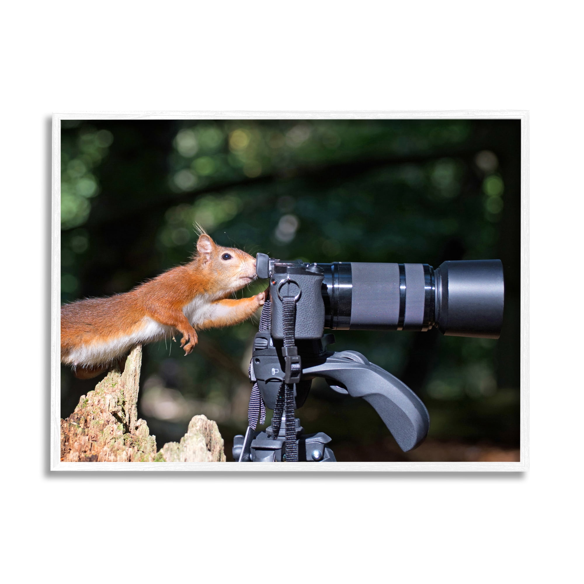 Stupell Industries Funny Squirrel Photographer Animals & Insects Photography White Framed Art Print Wall Art, 30 x 24