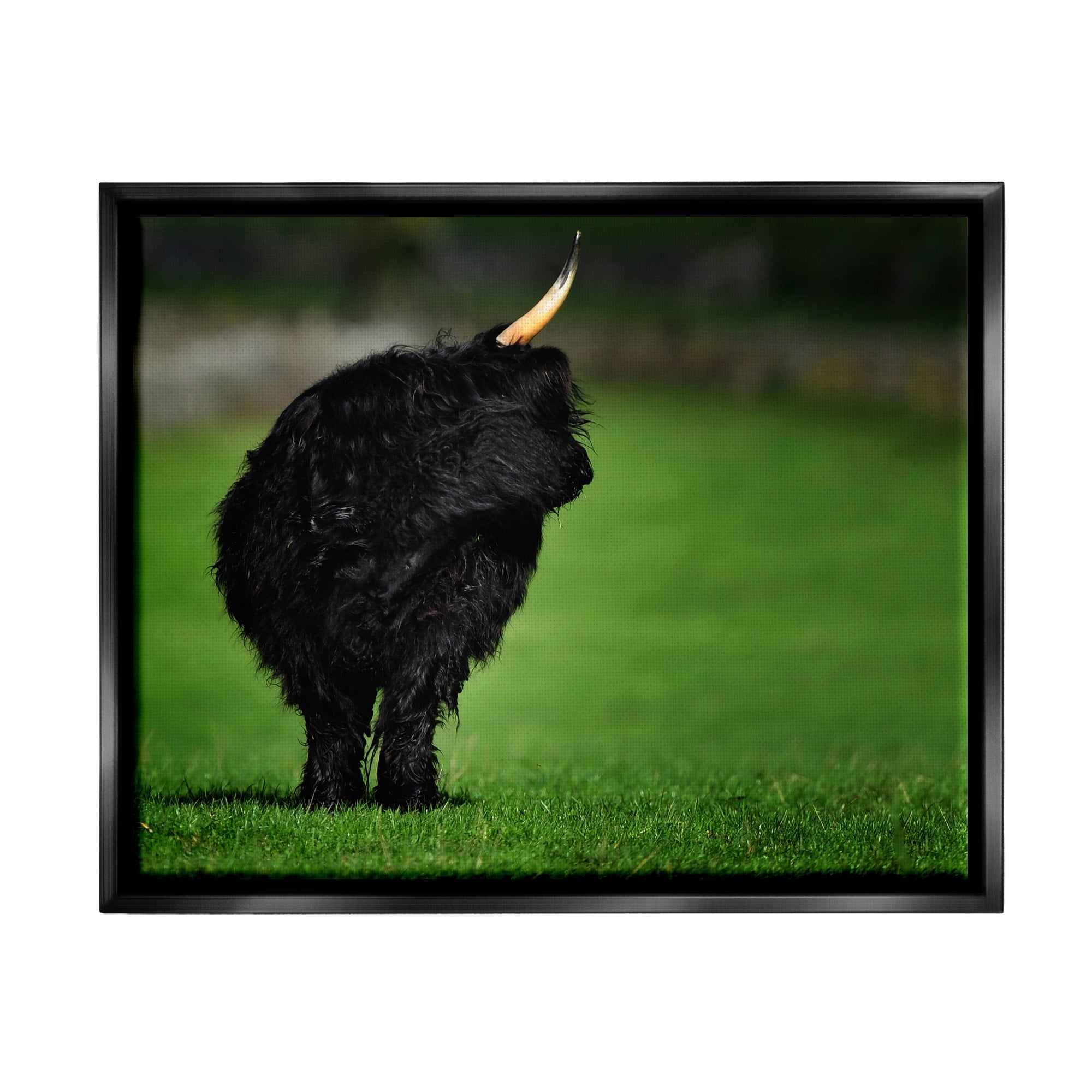 Stupell Industries Fuzzy Yak Looking Away Lush Grass Field Photograph Jet Black Floating Framed Canvas Print Wall Art, Design by James Dobson
