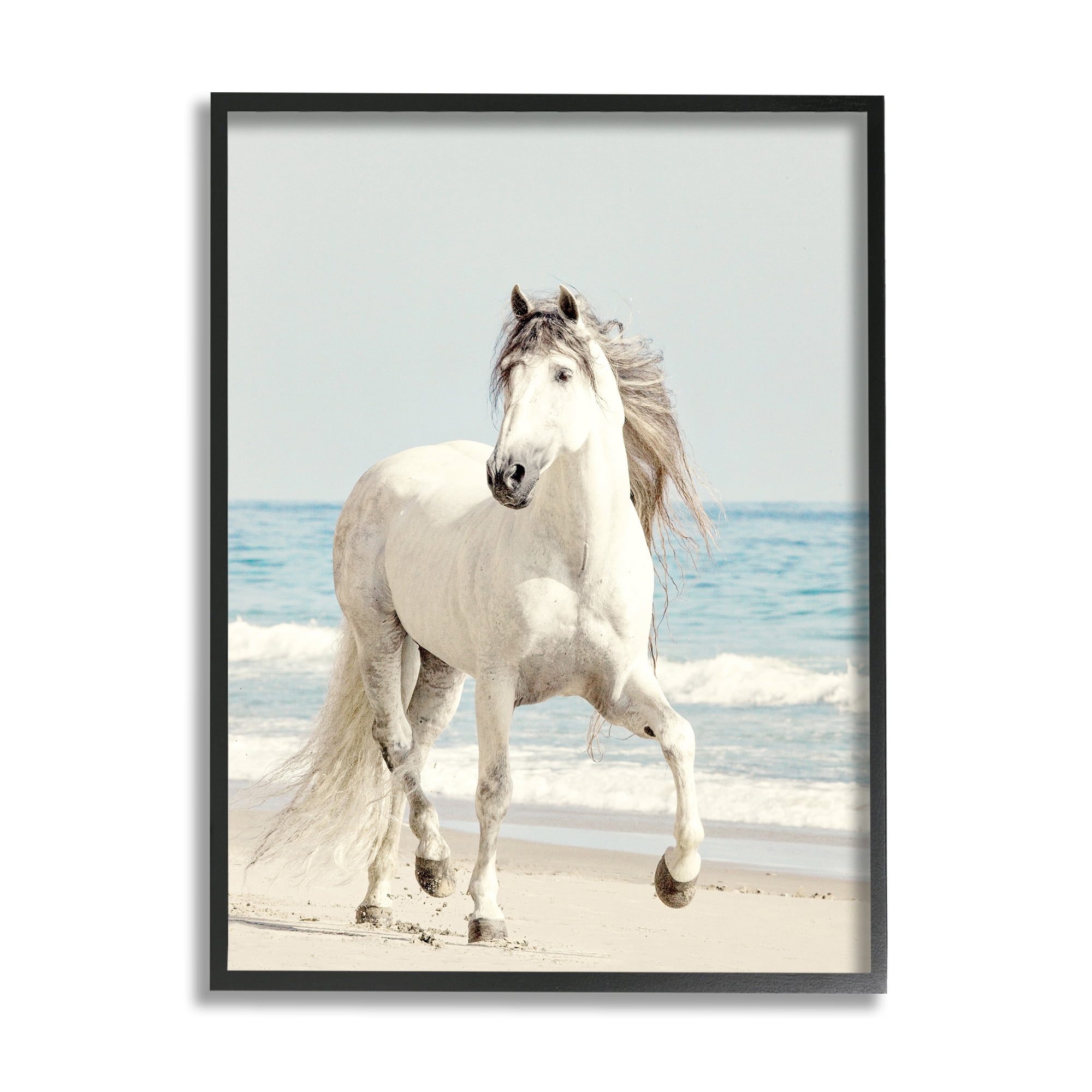 Galloping White Stallion Horse Print on Canvas with Black Frame