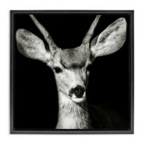 Stupell Industries Gazing Deer Portrait Animals & Insects Photography Black Floater Framed Canvas Art Print Wall Art, 18 x 18