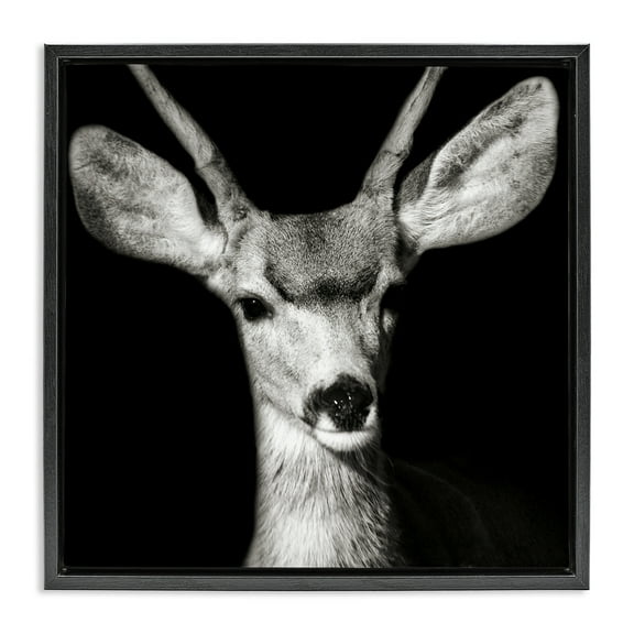 Stupell Industries Gazing Deer Portrait Animals & Insects Photography Black Floater Framed Canvas Art Print Wall Art, 18 x 18