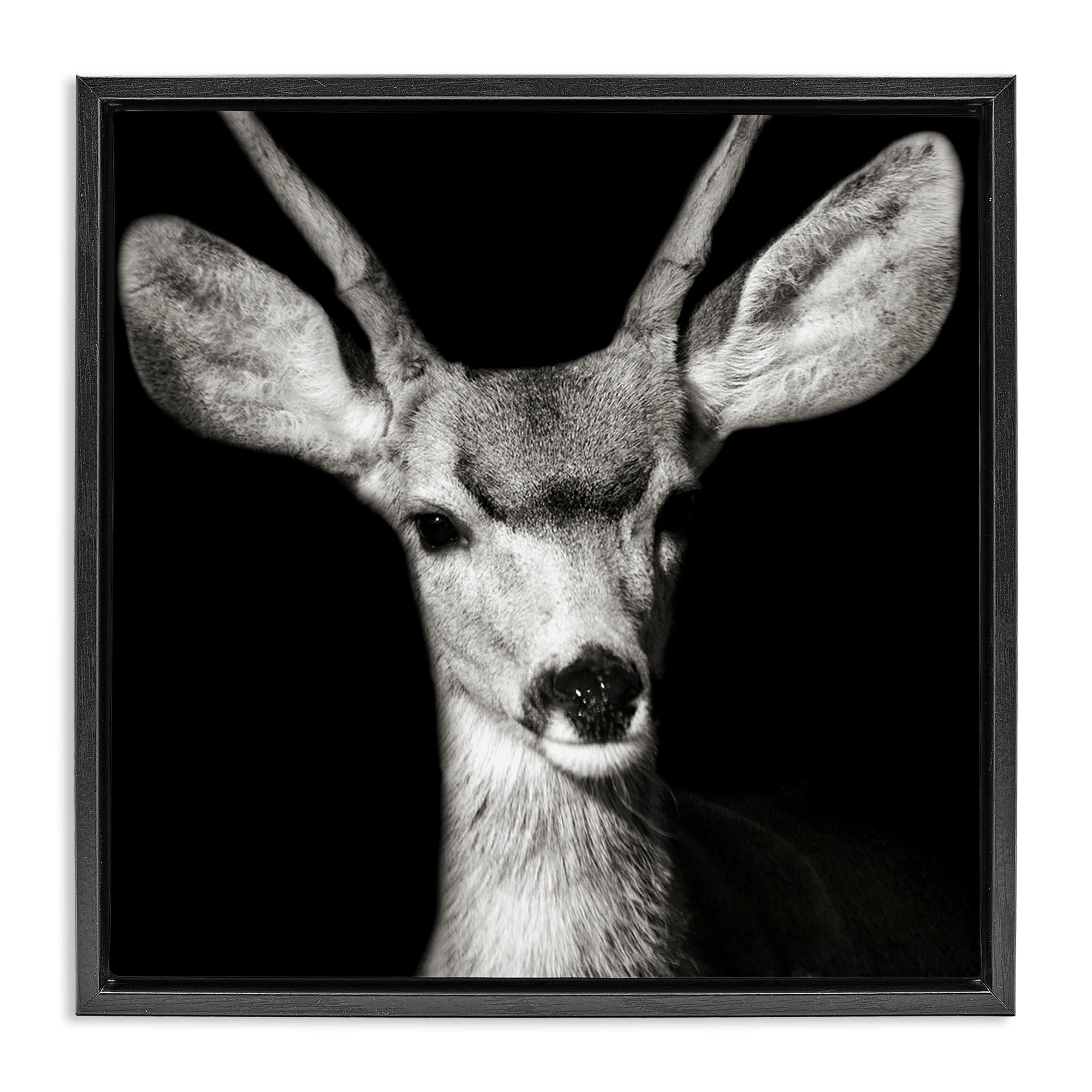 Stupell Industries Gazing Deer Portrait Animals & Insects Photography Black Floater Framed Canvas Art Print Wall Art, 25 x 25