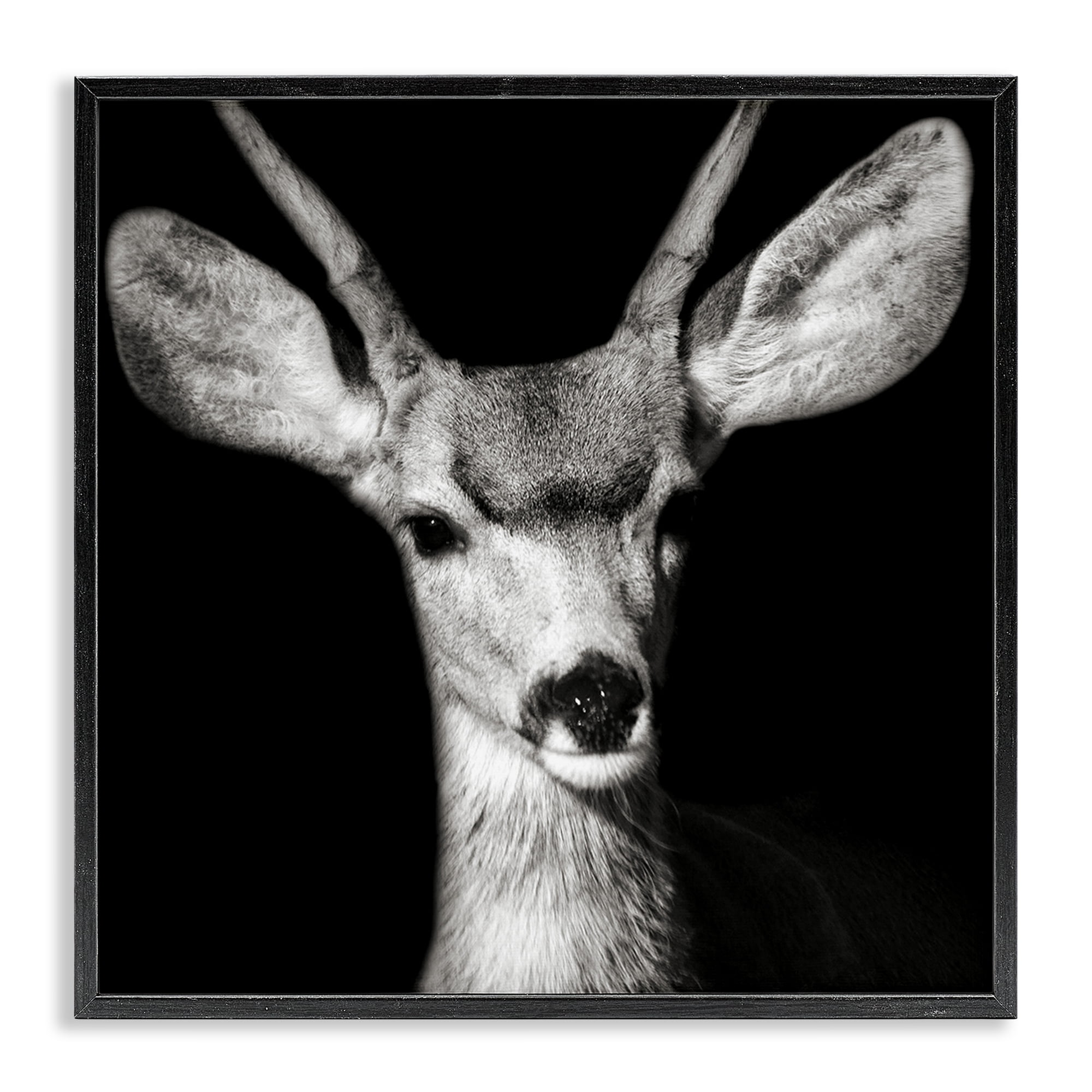 Stupell Industries Gazing Deer Portrait Animals & Insects Photography Black Framed Art Print Wall Art, 24 x 24