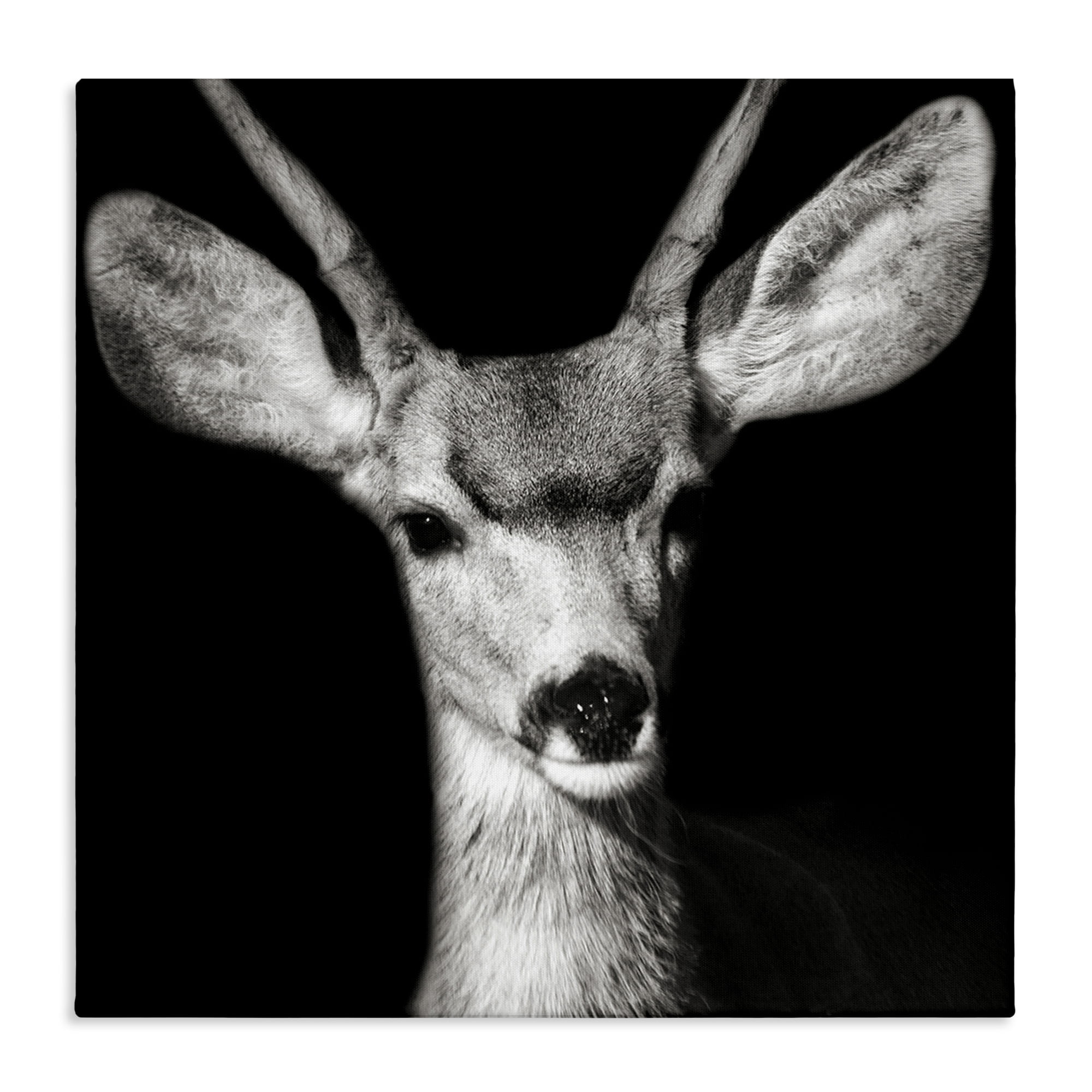 Stupell Industries Gazing Deer Portrait Animals & Insects Photography Gallery Wrapped Canvas Art Print Wall Art, 17 x 17