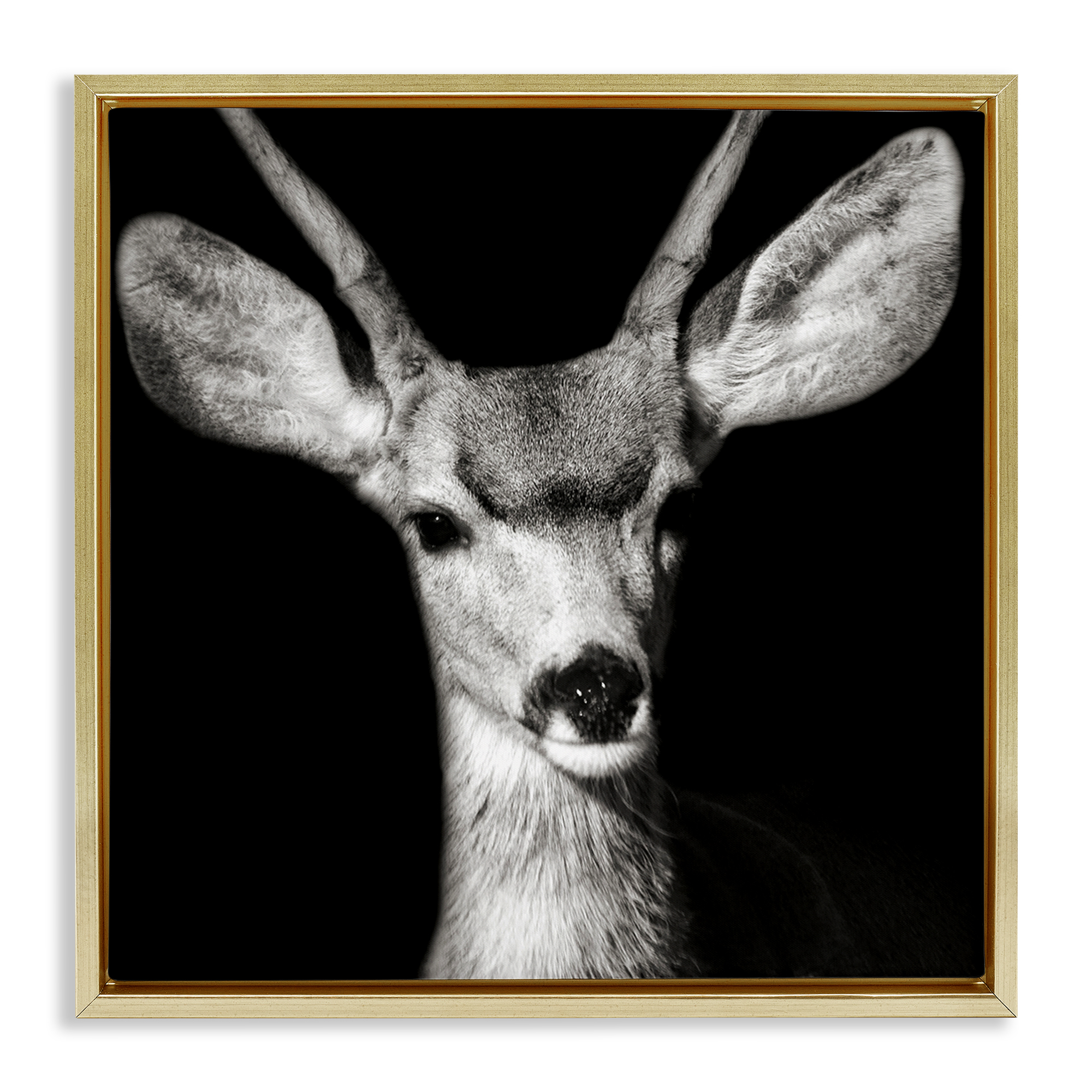 Stupell Industries Gazing Deer Portrait Animals & Insects Photography Gold Floater Framed Canvas Art Print Wall Art, 18 x 18