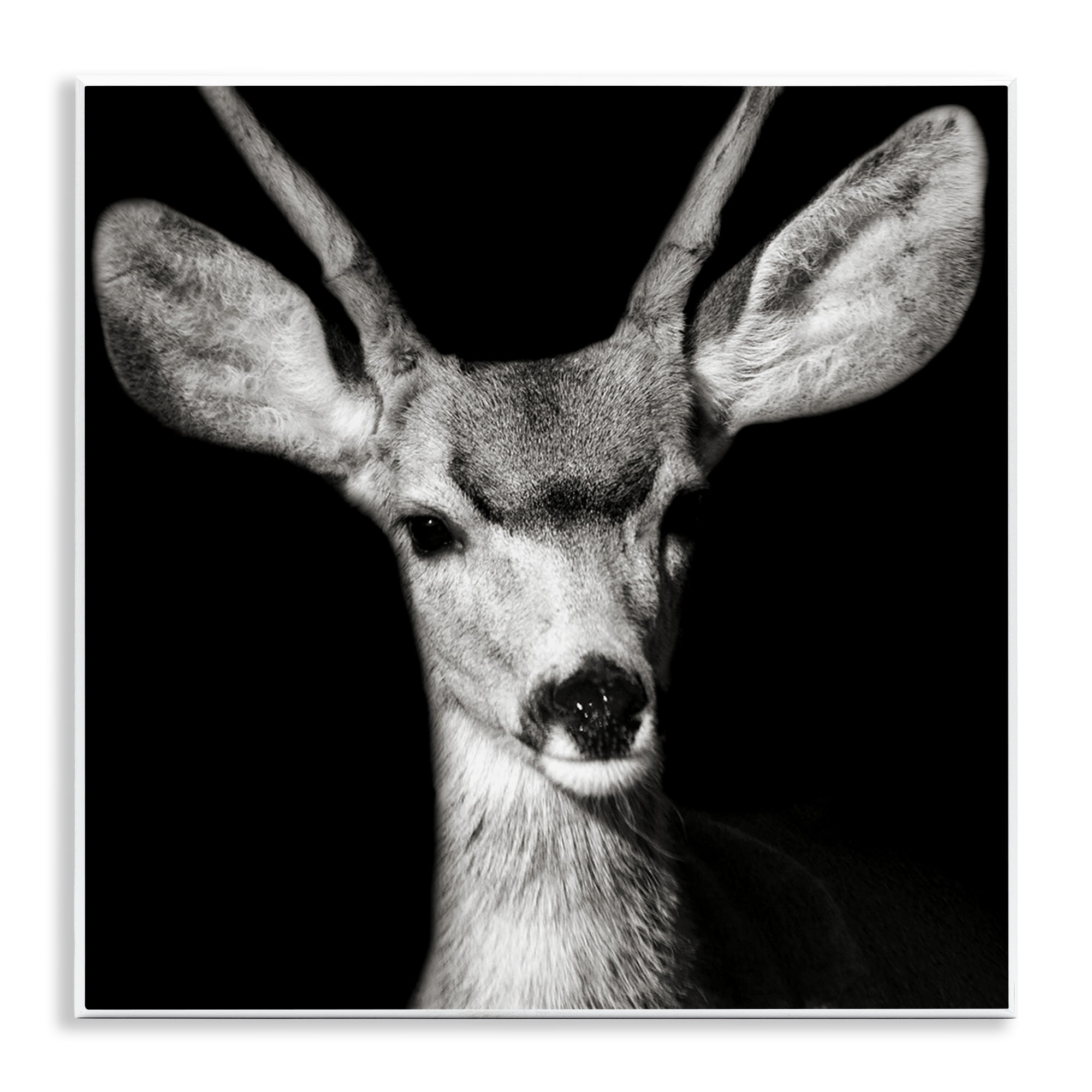Stupell Industries Gazing Deer Portrait Animals & Insects Photography Unframed Art Print Wall Art, 12 x 12