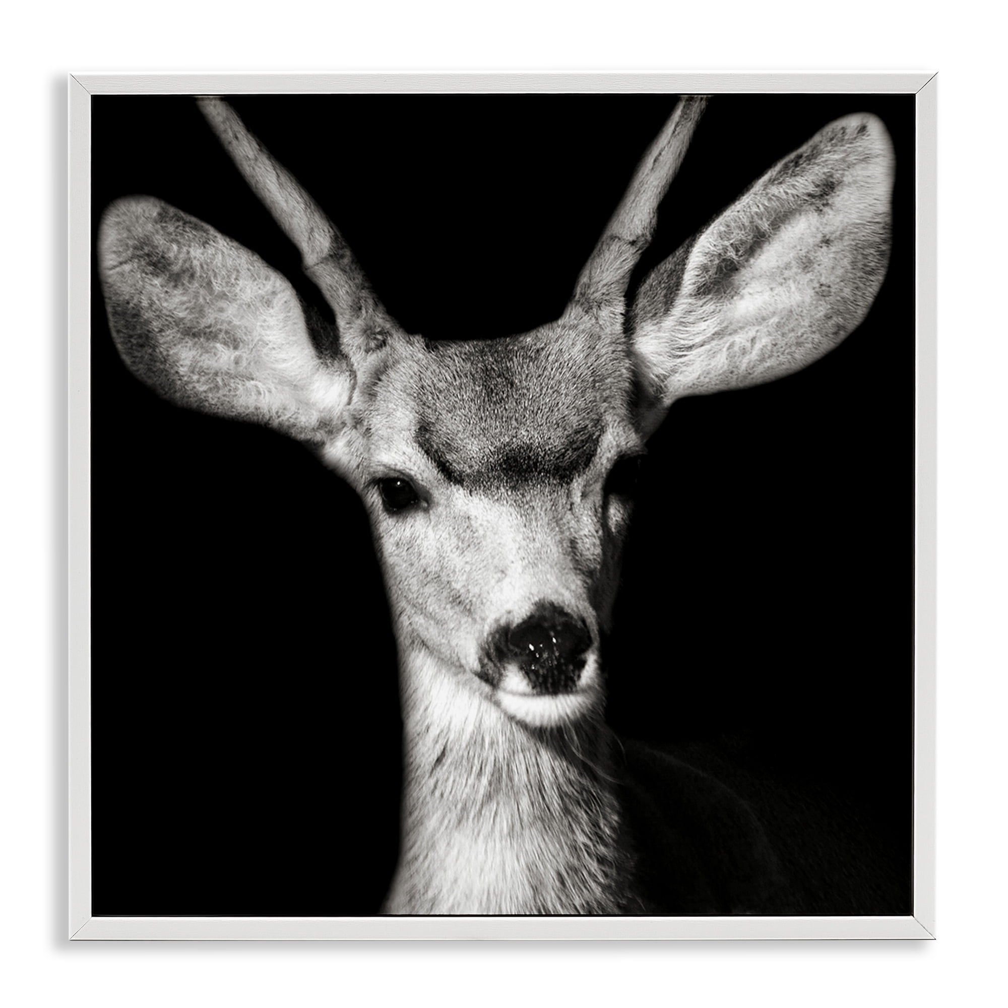 Stupell Industries Gazing Deer Portrait Animals & Insects Photography White Framed Art Print Wall Art, 24 x 24