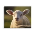 thumbnail image 1 of Stupell Industries Gazing Farm Sheep Photograph Photograph Gallery Wrapped Canvas Print Wall Art, Design by Daphne Polselli, 1 of 7