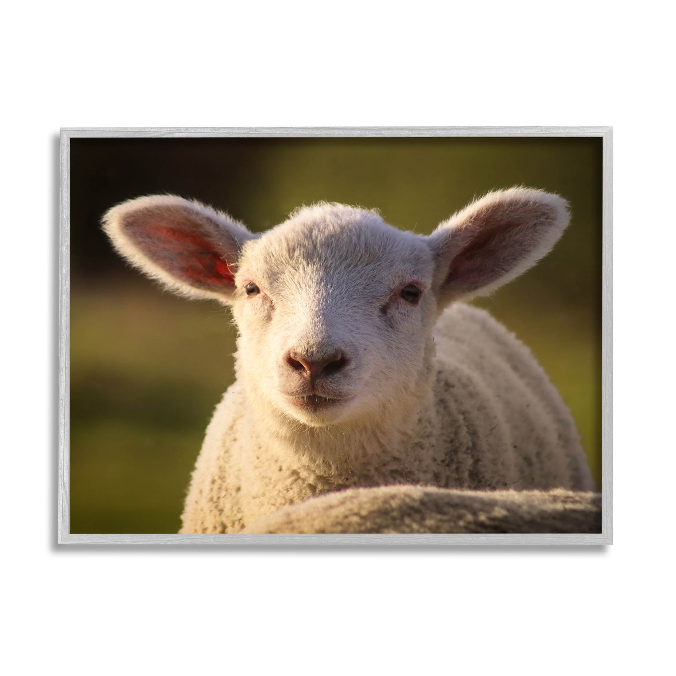 Stupell Industries Gazing Farm Sheep Photograph Photograph Gray Framed Art Print Wall Art, Design by Daphne Polselli