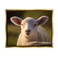 thumbnail image 1 of Stupell Industries Gazing Farm Sheep Photograph Photograph Metallic Gold Floating Framed Canvas Print Wall Art, Design by Daphne Polselli, 1 of 8