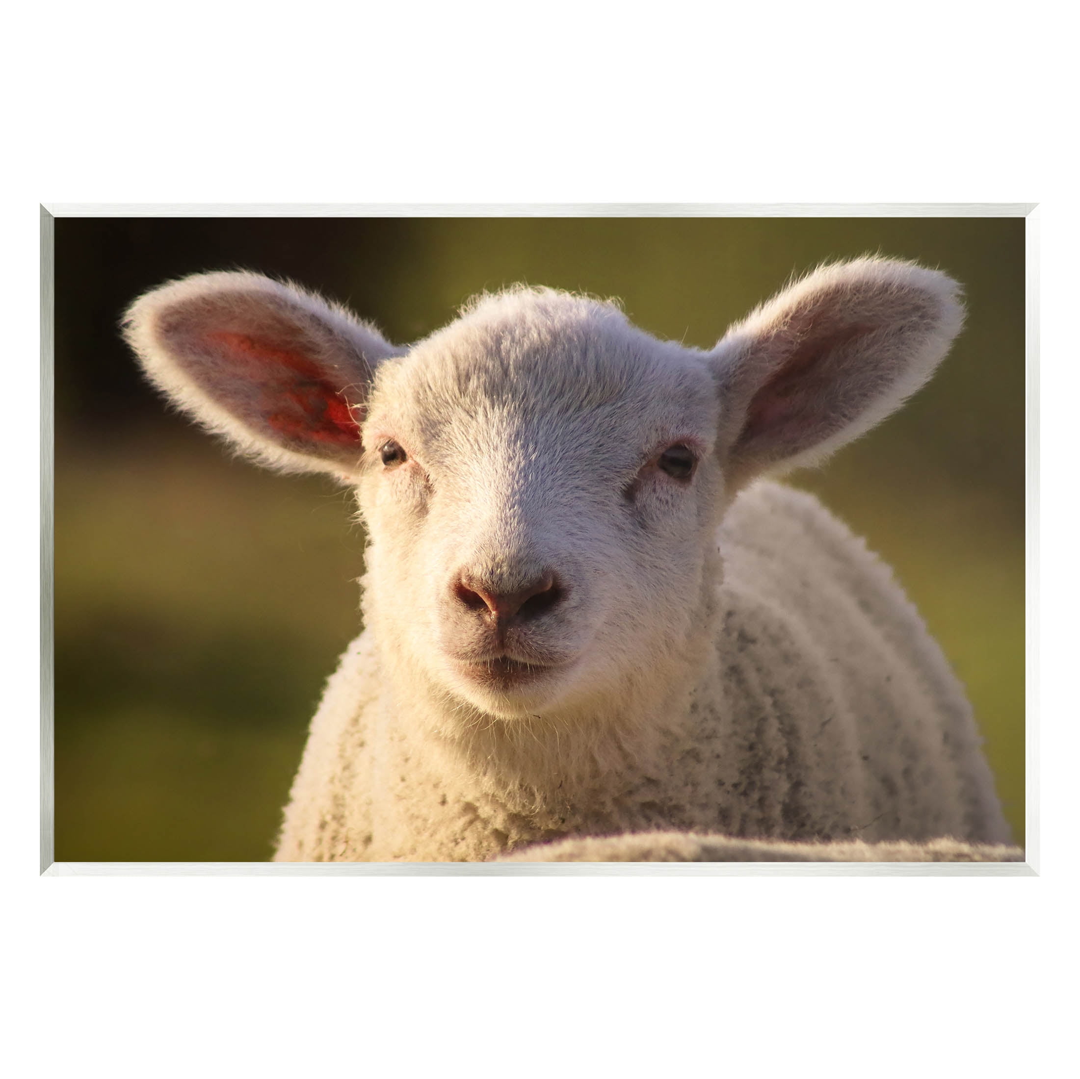 Stupell Industries Gazing Farm Sheep Photograph Photograph Unframed Art Print Wall Art, Design by Daphne Polselli