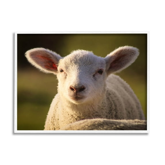Stupell Industries Gazing Farm Sheep Photograph Photograph White Framed Art Print Wall Art, Design by Daphne Polselli