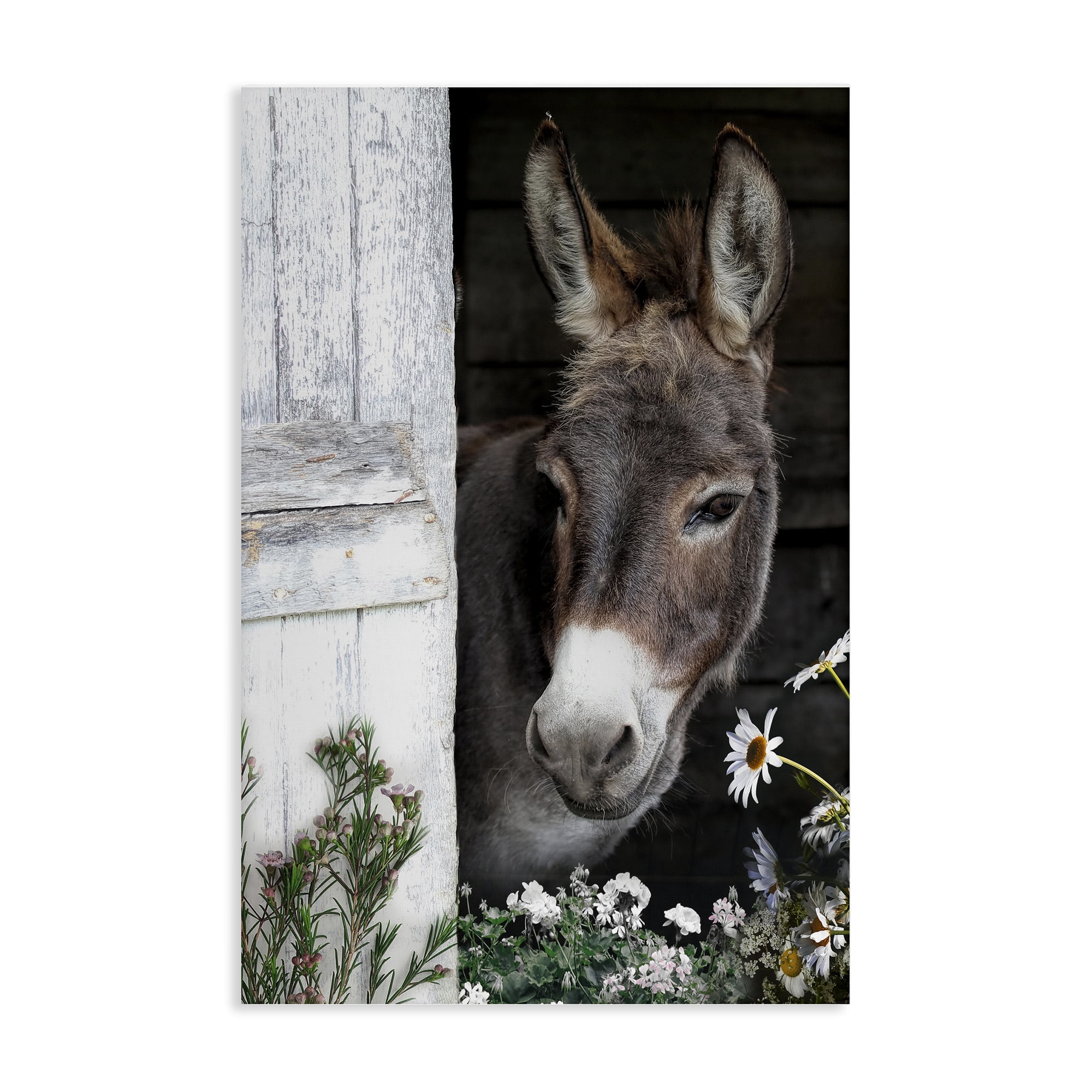 Stupell Industries Gentle Donkey Peering from Barn Canvas Wall Art, design by CAD Designs