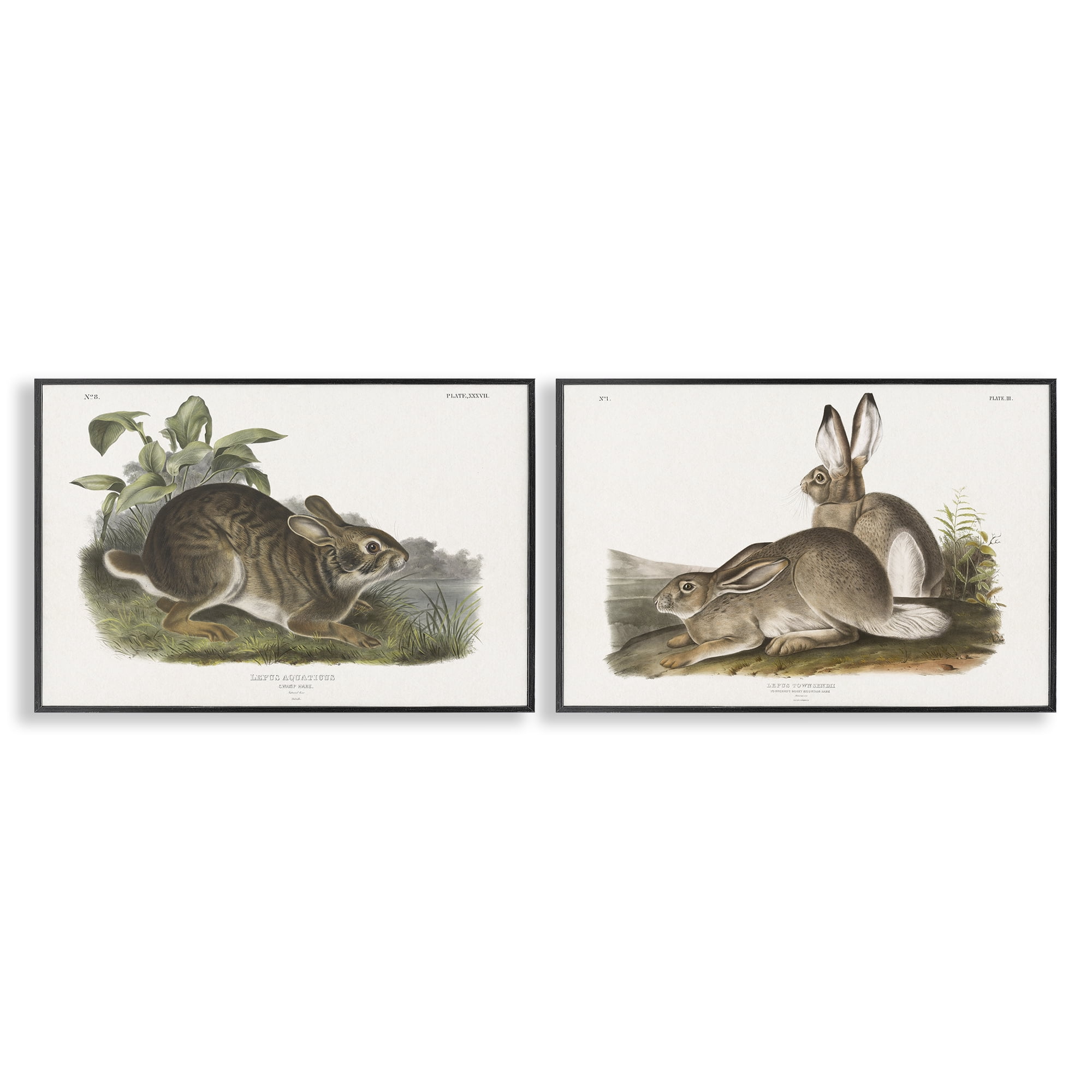 Stupell Industries Gentle Resting Cottage Rabbit Animals Painting Black Framed Art Print Wall Art, 30 x 20, Set of 2