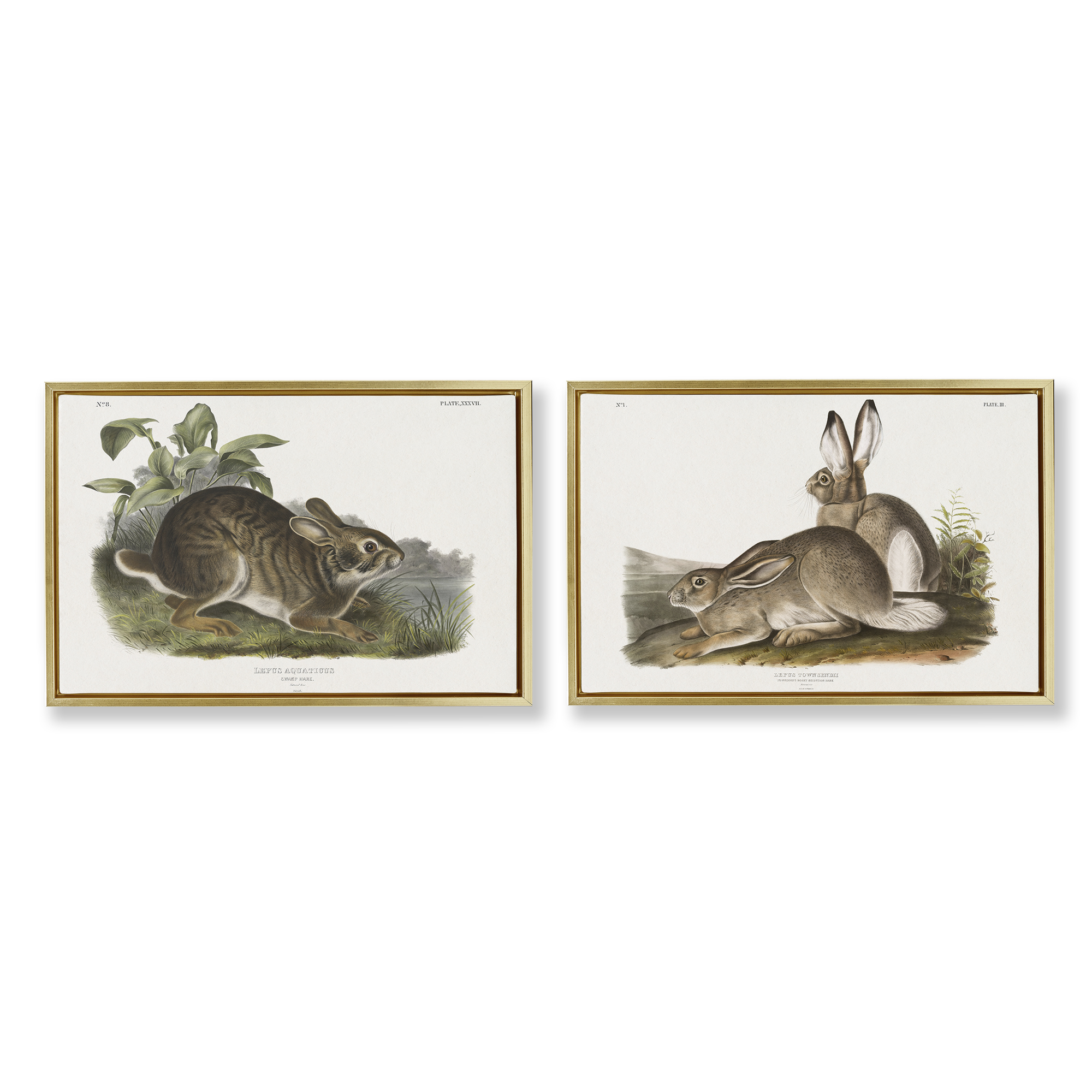 Stupell Industries Gentle Resting Cottage Rabbit Animals Painting Gold Floater Framed Canvas Art Print Wall Art, 25 x 17, Set of 2