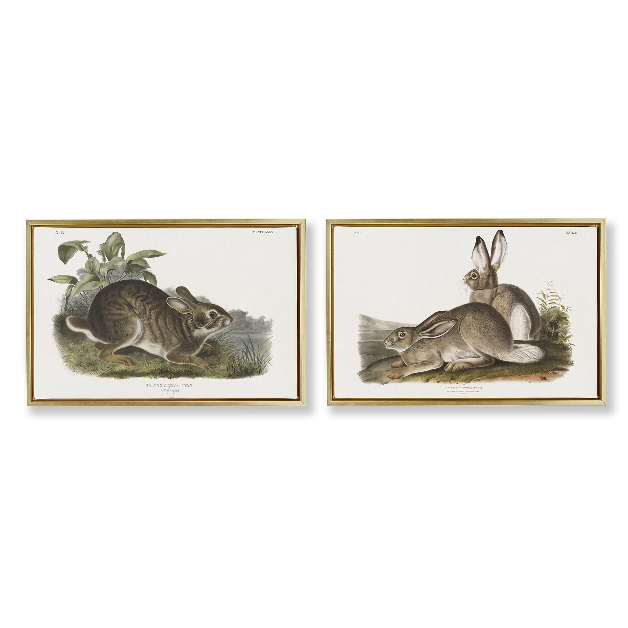 Stupell Industries Gentle Resting Cottage Rabbit Animals Painting Gold Floater Framed Canvas Art Print Wall Art, 31 x 21, Set of 2