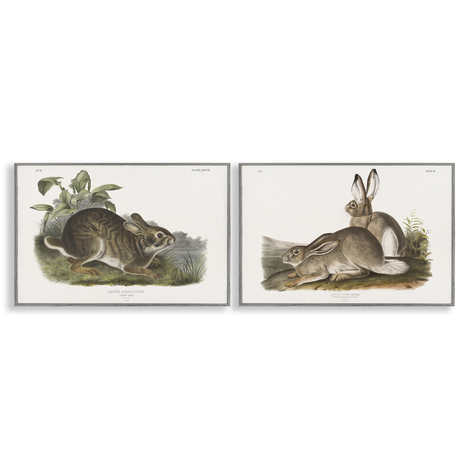 Stupell Industries Gentle Resting Cottage Rabbit Animals Painting Gray Framed Art Print Wall Art, 24 x 16, Set of 2