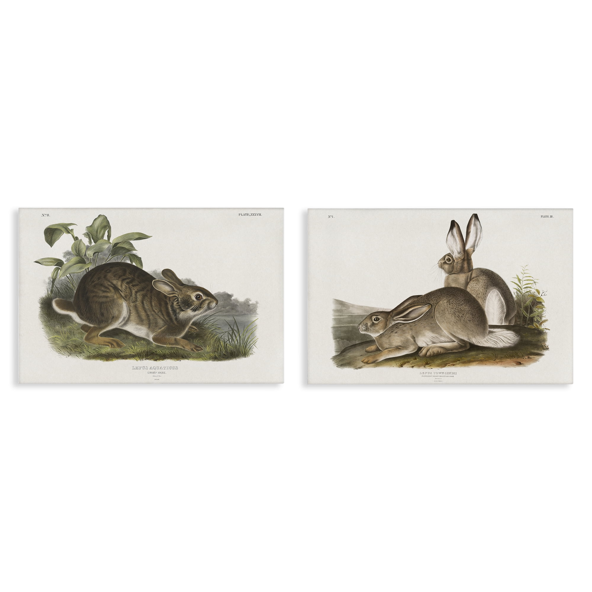 Stupell Industries Gentle Resting Cottage Rabbit Animals Painting Wrapped Canvas Art Print Wall Art, 30 x 20, Set of 2