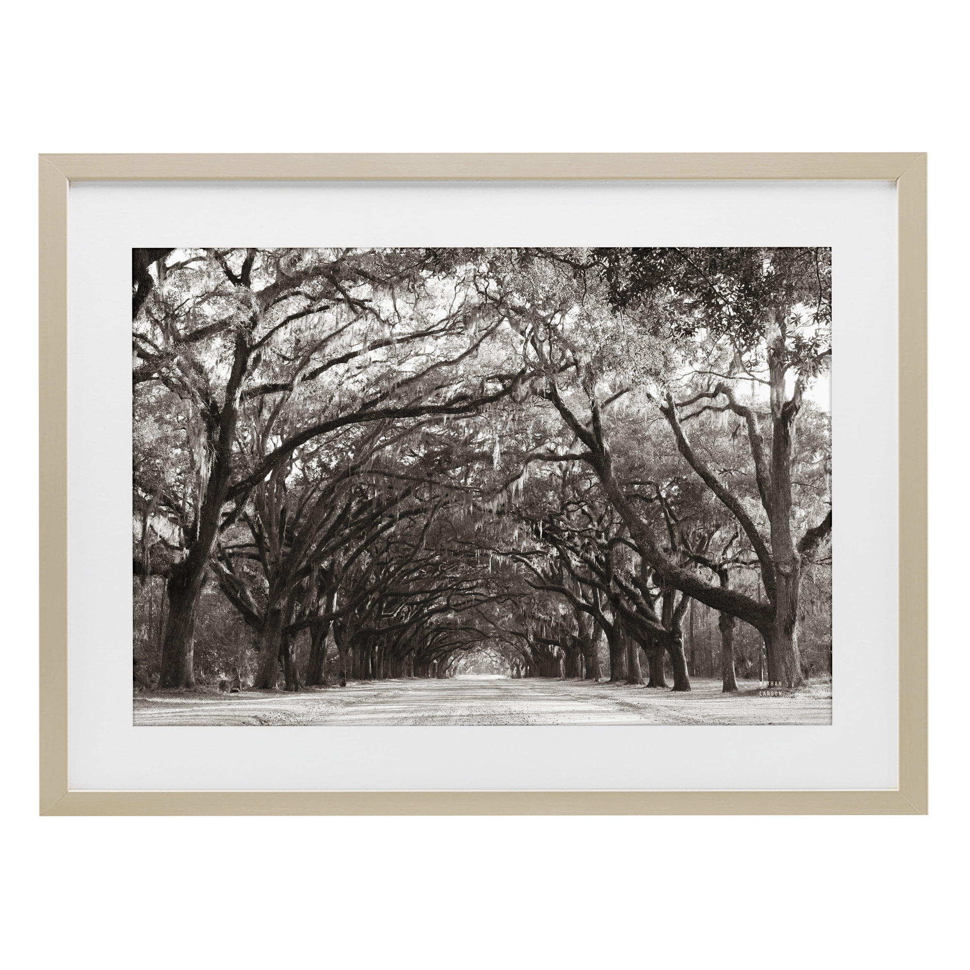 Stupell Industries Georgia Stroll Tree Tunnel Birch Framed Print Under Glass, design by Nathan Larson