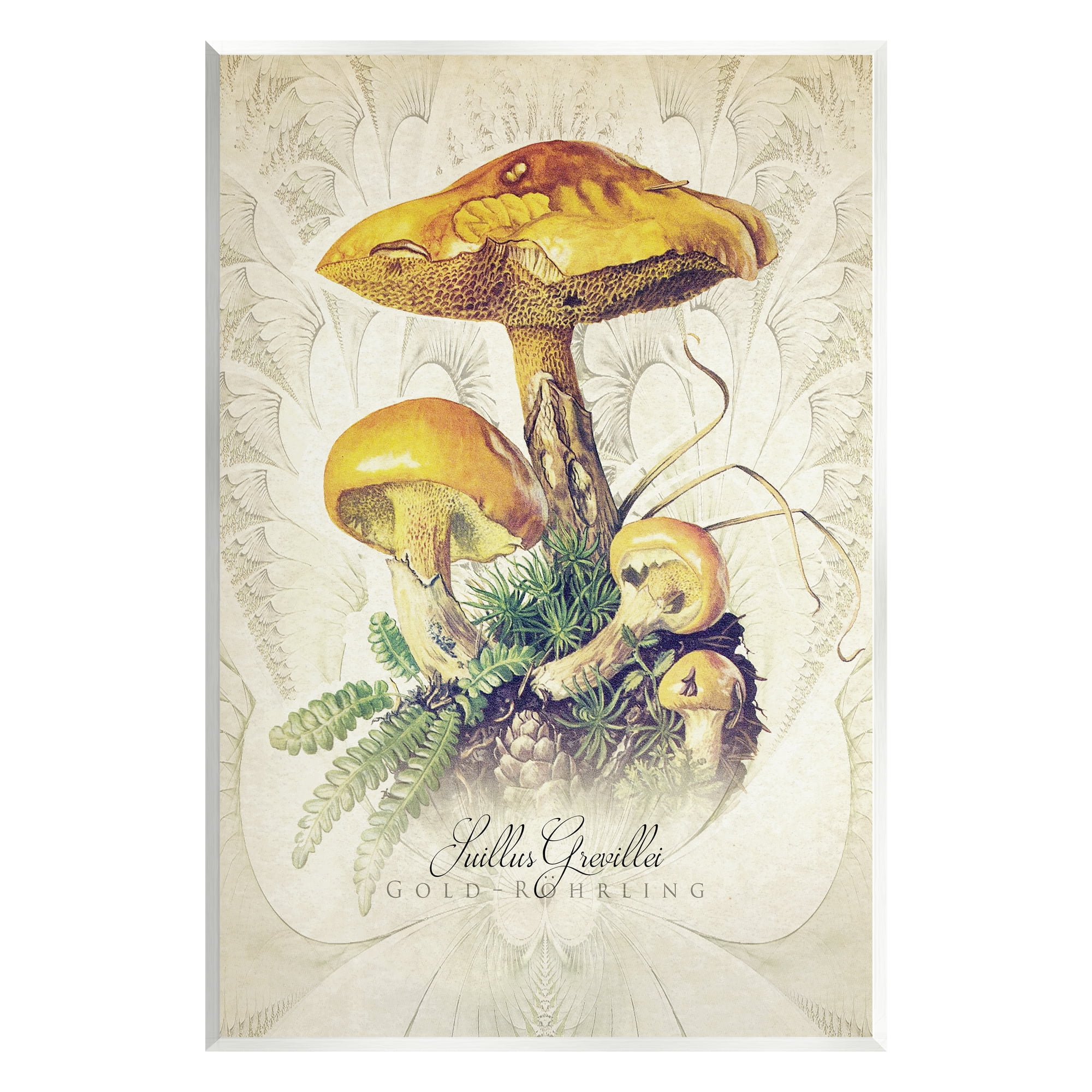 Stupell Industries German Scientific Mushroom Study Botanical & Floral Painting Unframed Art Print Wall Art