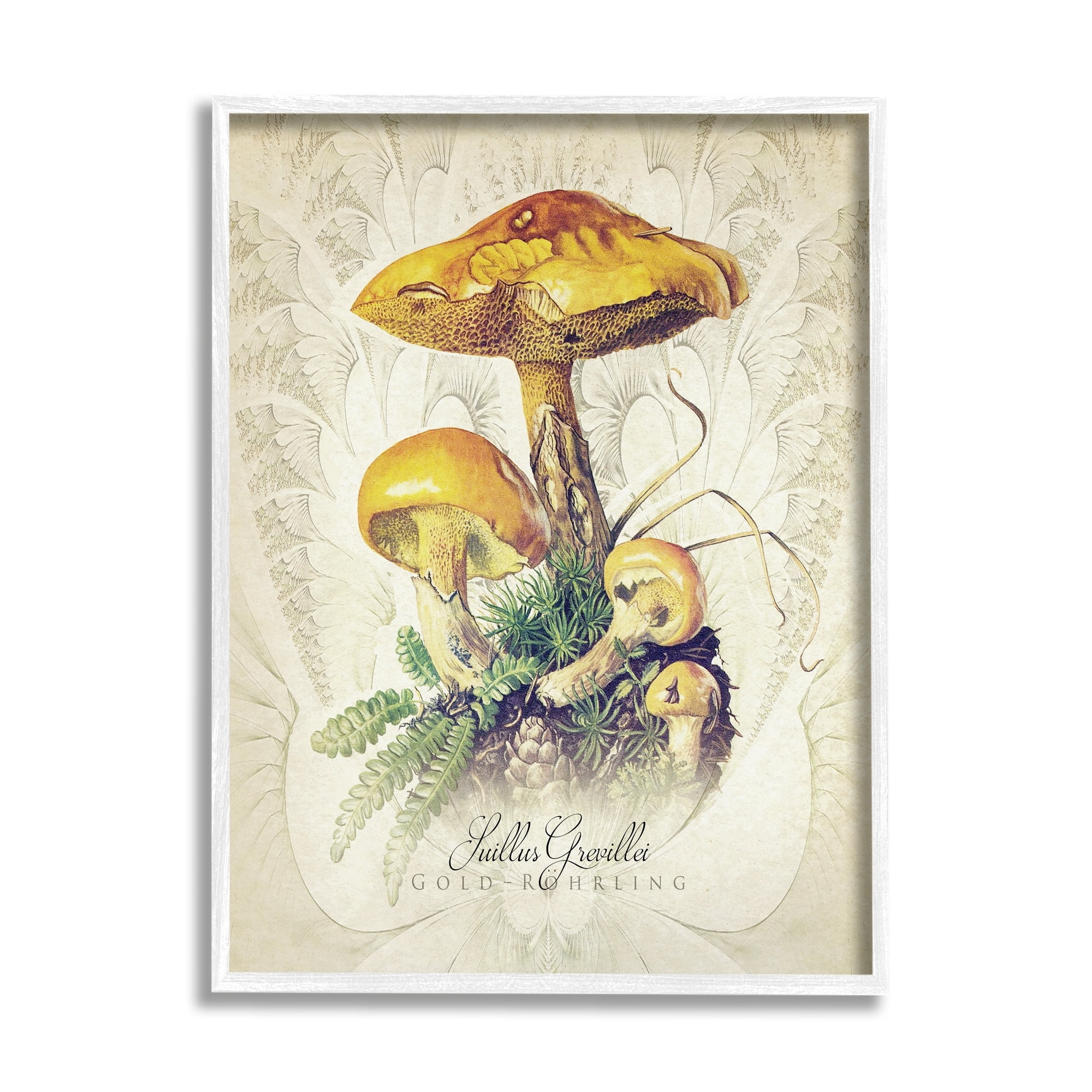 Stupell Industries German Scientific Mushroom Study Botanical & Floral Painting White Framed Art Print Wall Art
