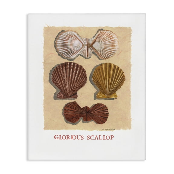 Stupell Industries Glorious Scallop Shells Canvas Wall Art design by Nancy Overton, 48 x 36