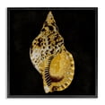 thumbnail image 1 of Stupell Industries Gold Conch on Black Nautical & Beach Painting Black Framed Art Print Wall Art, 12 x 12, 1 of 2